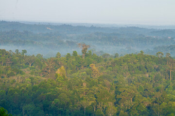 Borneo Forest, Tropical Forest in Barito Timur, Central Kalimantan