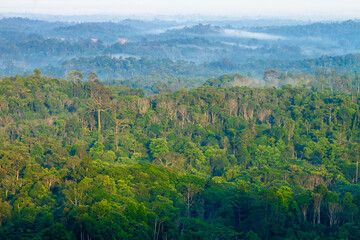 Borneo Forest, Tropical Forest in Barito Timur, Central Kalimantan