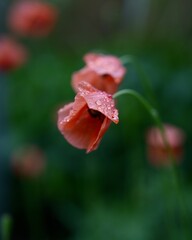 野原に咲く可愛いナガミヒナゲシの花