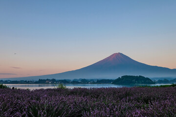 河口湖とラベンダー畑と富士山