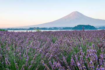 河口湖とラベンダー畑と富士山