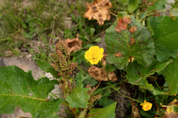 Yellow buttercup flower among green leaves