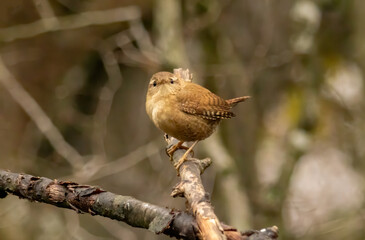Eurasian Wren sitting on branch