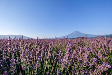 河口湖とラベンダー畑と富士山