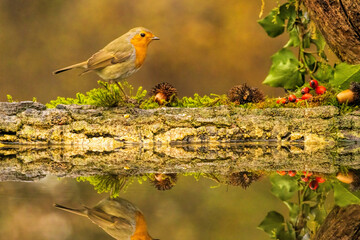 Robin bird sitting with open wing close to paddle
