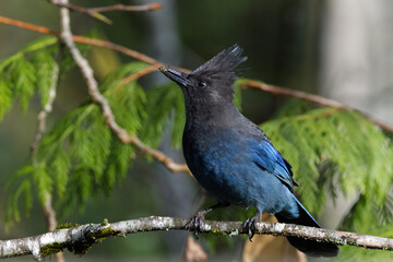 Steller's Jay Perched on Branch in Forest Setting