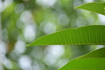 beautiful green leaf texture in springtime, water drop on frangipani leaves