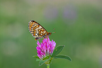 red butterfly on pink flower, Heath Fritillary, Melitaea athalia