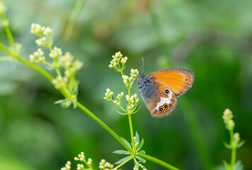 little butterfly on flower, Pearly Heath, Coenonympha arcania