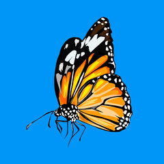 illustration of an orange and black butterfly on a blue background
