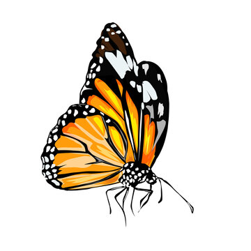 illustration of an orange and black butterfly without a background