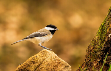 Sombre Tit (Parus lugubris) in to the forest