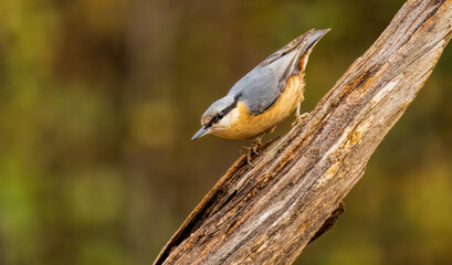 Eurasian Nuthatch (Sitta europaea) in forest