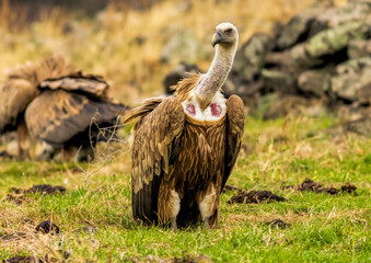 Griffon Vulture (Gyps fulvus) on feeding station