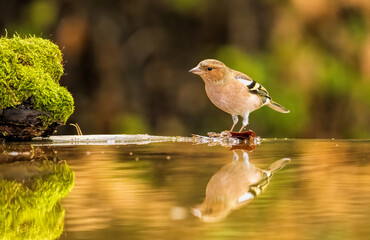 Common Chaffinch sitting on the ground