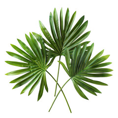 Fototapeta premium Three green palm fronds, cut out