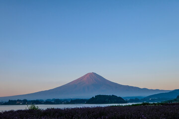 Fototapeta premium 山梨県河口湖と富士山