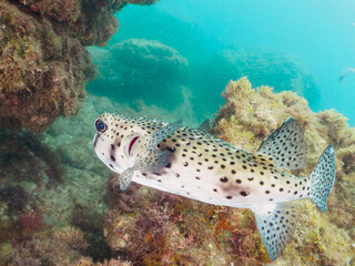 美しく大きなイシガキフグ（ハリセンボン科）。

日本国静岡県伊豆半島賀茂郡南伊豆町中木から渡し船で渡るヒリゾ浜-2024年7月

The Beautiful large Pacific Burrfish (Chilomycterus reticulatus).

