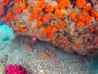 美しいホウライヒメジ（ヒメジ科）の他群れ。
ウミトサカ（ウミトサカ科）、イボヤギ（キサンゴ科）他のソフトコーラルが群生する美しい岩礁。

静岡県南伊豆町中木から渡し船で渡るヒリゾ浜-2024年7月
Alcyonacea, Orange Cup Coral (Tubastraea foulkneri) 
Whitesaddle goatfish (Parupeneus ciliatus) 