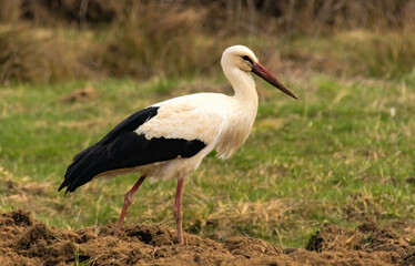 White Stork with nice background
