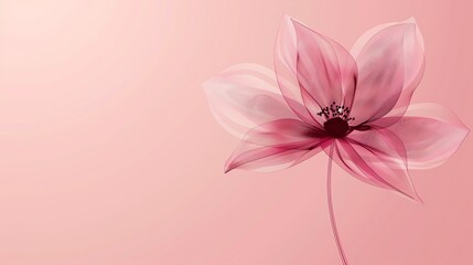 A delicate pink flower on a pink background.