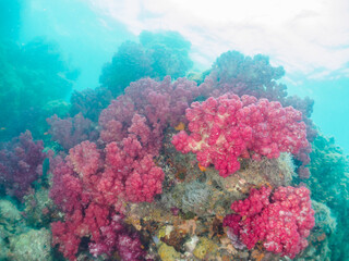 ウミトサカ等のソフトコーラルが群生する岩場に集まる、美しいキンギョハナダイ（ハナダイ亜科）他の群れ。
日本国静岡県伊豆半島賀茂郡南伊豆町中木から渡し船で渡るヒリゾ浜-2024年7月
Sea Goldie (Pseudanthias squamipinnis) 
Alcyonacea grow in colonies.
