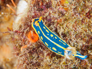 美しいアオウミウシ（イロウミウシ科）。

日本国静岡県伊豆半島賀茂郡南伊豆町中木から渡し船で渡るヒリゾ浜-2024年7月

The Beautiful Colorful Sea Slug (Hypselodoris Festiva).
