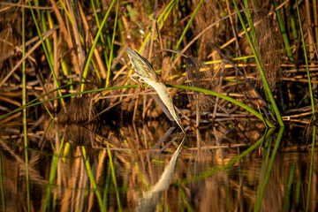 The Green-backed Heron is a shy species and is often overlooked as it sits quietly in the vegetation. They do most of their hunting during the day. They feed on a variety of animals that can be found 