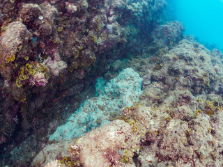 巨大なルリサンゴ（キクメイシ科）の群生とサンゴに寄生する、花のように美しいイバラカンザシ（カンザシゴカイ科）。
こう見えてゴカイの仲間の虫のエラである。

日本国静岡県伊豆半島賀茂郡南伊豆町中木から渡し船で渡るヒリゾ浜-2024年7月

Leptastrea purpurea, Christmas Tree Worm (Spirobranchus giganteus)
