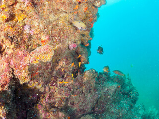 美しいキンギョハナダイ（ハナダイ亜科）、スズメダイ（スズメダイ科）他の群れ。

日本国静岡県伊豆半島賀茂郡南伊豆町中木から渡し船で渡るヒリゾ浜-2024年7月

Beautiful a school of Sea Goldie, Pseudanthias squamipinnis and Damselfish, Chromis notata and others. 
