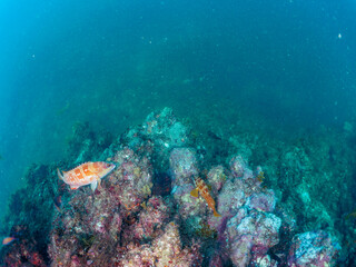 大きく美しいアカハタ（ハタ科）。
岩の間に隠れる大きな美しいワモンダコ（マダコ科）。

日本国静岡県伊豆半島賀茂郡南伊豆町中木から渡し船で渡るヒリゾ浜-2024年7月

A large, beautiful Blacktip Grouper (Epinephelus fasciatus) .
Big Blue Octopus (Octopus cyanea) hiding among 