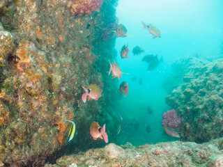 美しいツノダシ（ツノダシ科）、ホウライヒメジ（ヒメジ科）の他群れ。

日本国静岡県伊豆半島賀茂郡南伊豆町中木から渡し船で渡るヒリゾ浜-2024年7月

A school of the Beautiful Moorish Idol (Zanclus cornutus), Whitesaddle goatfish (Parupeneus ciliatus) and others. 

