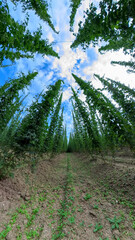 A Bavarian Hops Garden from a wide angle perspective during grow phase in summer time