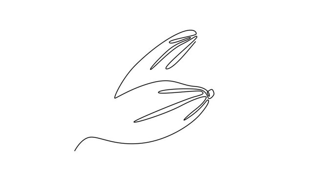 Animated self drawing of continuous line draw whole healthy organic raw cocoa bean for plantation logo identity. Fresh cacao concept for delicious chocolate shop icon. Full length one line animation