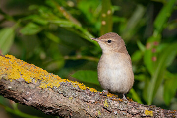 Blyth's reed warbler (Acrocephalus dumetorum) is an Old World warbler in the genus Acrocephalus
