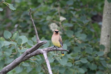 Cedar Waxwing On A Branch, Pylypow Wetlands, Edmonton, Alberta