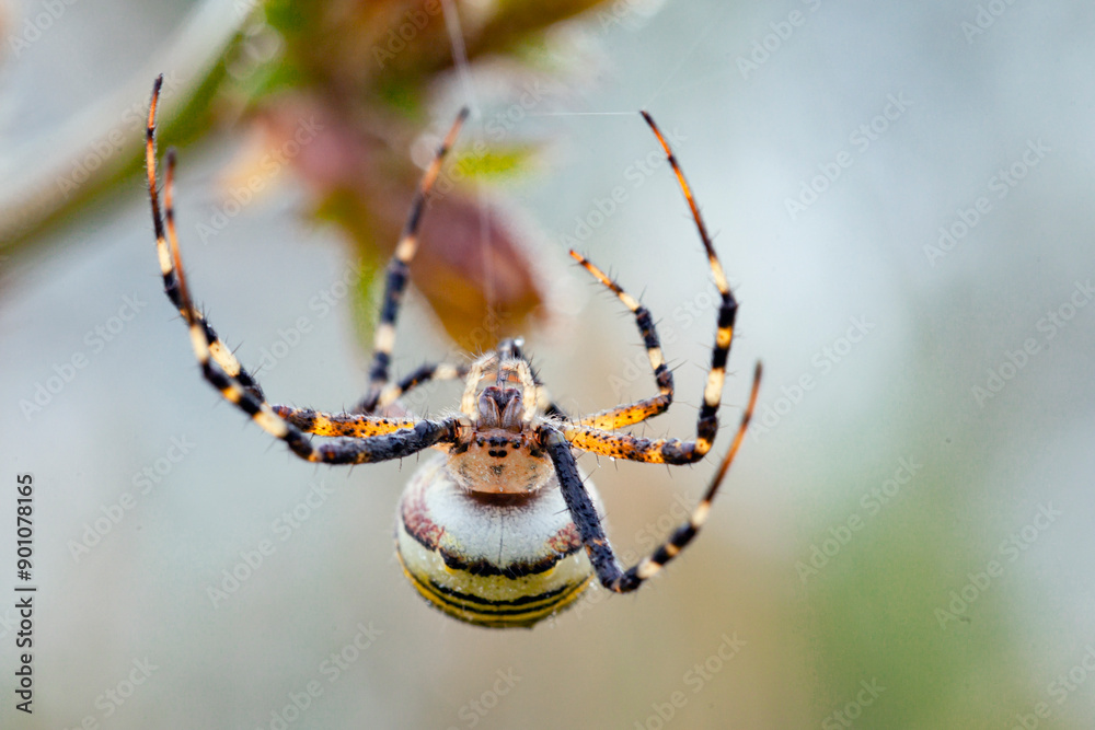 Wall mural argiope bruennichi (wasp spider) on web, invasive species of orb-web spider distributed throughout c