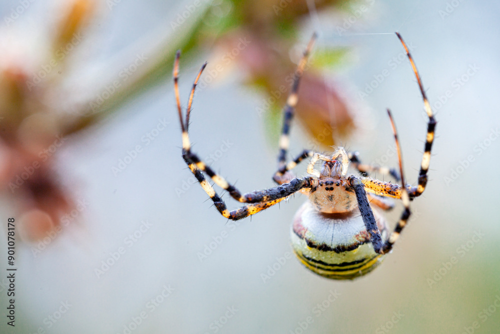 Wall mural argiope bruennichi (wasp spider) on web, invasive species of orb-web spider distributed throughout c