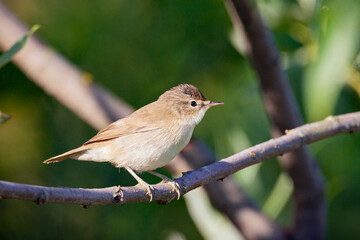 Blyth's reed warbler (Acrocephalus dumetorum) is an Old World warbler in the genus Acrocephalus