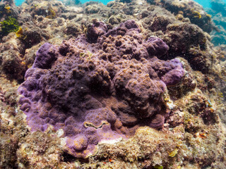 白化現象の影響で真っ青になったハマサンゴ。

日本国静岡県伊豆半島賀茂郡南伊豆町中木から渡し船で渡るヒリゾ浜-2024年7月

The Hamasango coral turned bright blue due to the bleaching phenomenon.
