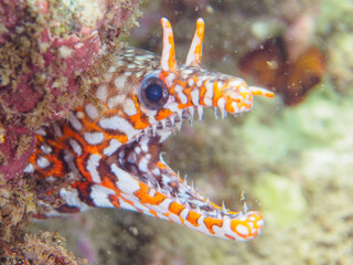 水中洞窟にいる、大きく美しいトラウツボ（ウツボ科）。

日本国静岡県伊豆半島賀茂郡南伊豆町中木から渡し船で渡るヒリゾ浜-2024年7月

A large and beautiful Dragon Moray (Enchelycore pardalis) in underwater cave.
