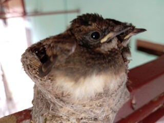 A small malaysian pied fantail (Rhipidura javanica) two bird chicks in their nest on buiding structure. 16 days age. photo taken in malaysia