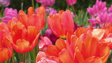 Fototapeta premium Vibrant orange and pink tulips in full bloom in colorful spring garden, showcasing beauty of nature and thriving plant life. Nature and Serenity