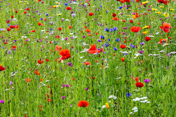 Nature's buzzing haven: A bee pasture fallow in full bloom, where wildflowers provide a vibrant feast for our hardworking pollinators