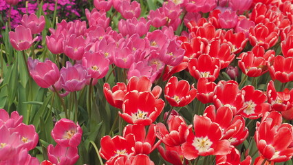 Bright and vibrant tulip flowers in full bloom in garden during spring season. Nature and Beauty