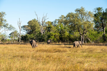 Fototapeta premium The African bush elephant, Loxodonta africana, also known as the African savanna elephant. 