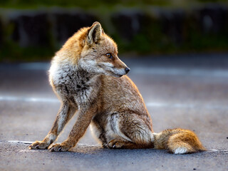 山岳地帯で現れたキツネ