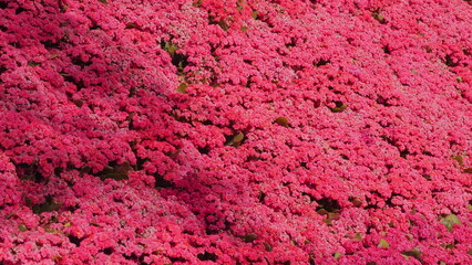 Vibrant field of blooming pink flowers covering ground, creating lush natural carpet with rich colors. Floral Abundance and Natural Beauty.