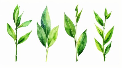 Delicate bamboo branches with lush green leaves, beautifully captured in watercolor. A serene and vibrant nature illustration.