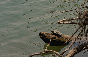 Turtle on a log sticking out of a river 
